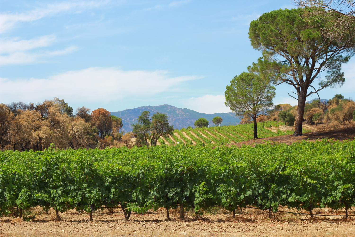 How To Say Winery In Spanish